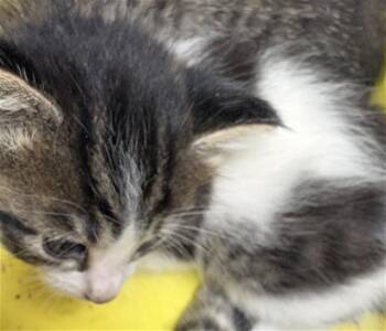 BLANCA -  Domestic Short Hair Cat Available for Adoption in Fort Walton Beach, Florida - BLANCA | PetCurious