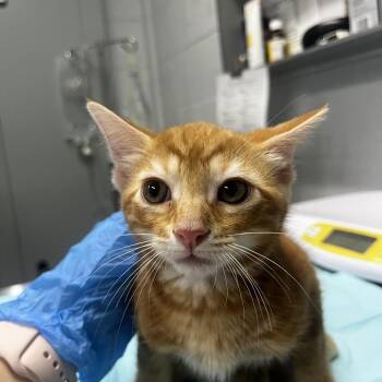 Breach -  Domestic Short Hair Cat for Adoption in Summerville, South Carolina - Breach | PetCurious