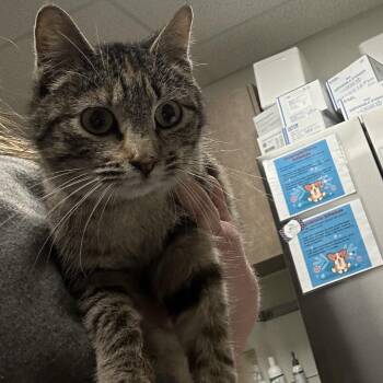 Domestic Short Hair Cats Available for Adoption in Ottawa, Kansas - Americano | PetCurious