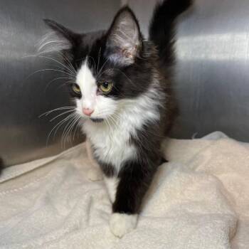Harry -  Domestic Long Hair Cat for Adoption in Roanoke, Virginia - Harry | PetCurious