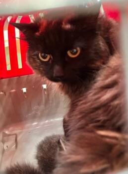 Domestic Long Hair Cats Available for Adoption in Burnsville, North Carolina - Nikita | PetCurious