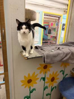 Domestic Short Hair Cats Available for Adoption - Gloria | PetCurious