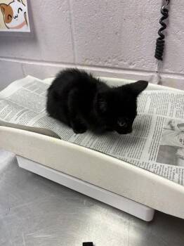 VICTOR -  Domestic Short Hair Cat for Adoption in Jacksonville, Florida - VICTOR | PetCurious