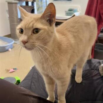 Earl Grey -  Domestic Short Hair Cat for Adoption in Manchester, Connecticut - Earl Grey | PetCurious
