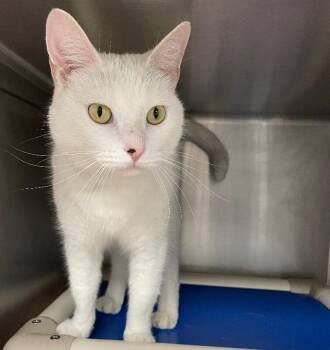 Domestic Short Hair Cats Available for Adoption in Roanoke, Virginia - Cooper | PetCurious
