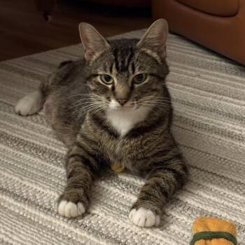 Domestic Short Hair Cats Available for Adoption in Bentonville, Arkansas - Queen Arizona | PetCurious