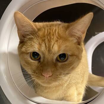 Rescue Domestic Short Hair Cats for Adoption in Oakville, Ontario - Gouda | PetCurious