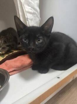 Robb -  Domestic Short Hair Cat Available for Adoption in Savannah, Georgia - Robb | PetCurious