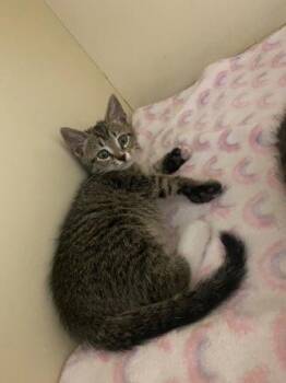 Forth -  Domestic Short Hair Cat for Adoption in Chamblee, Georgia - Forth | PetCurious