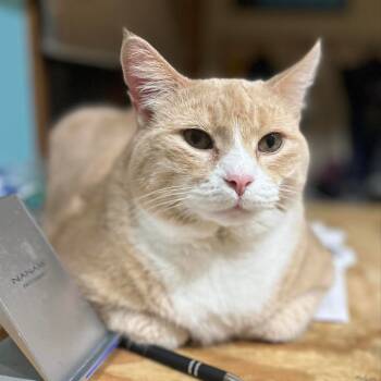 Rescue Domestic Short Hair Cats for Adoption in Baldwin, Wisconsin - Darwin | PetCurious