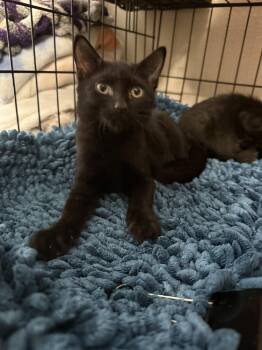 Lego -  Domestic Short Hair Cat for Adoption in St. Cloud, Florida - Lego | PetCurious