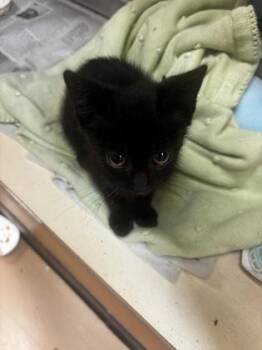 Cha-Ching -  Domestic Short Hair Cat for Adoption in Chamblee, Georgia - Cha-Ching | PetCurious