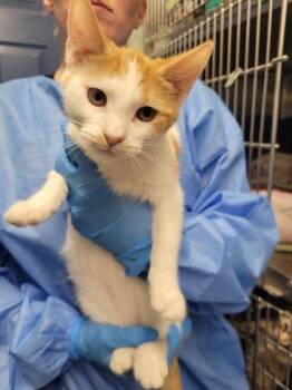 Falcon`s Flight -  Domestic Short Hair Cat for Adoption in Hobart, Indiana - Falcon`s Flight | PetCurious