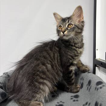 Secretariat -  Domestic Medium Hair Cat for Adoption in Puslinch, Ontario - Secretariat | PetCurious