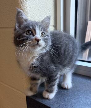 Clover -  Domestic Short Hair Cat for Adoption in Mississauga, Ontario - Clover | PetCurious