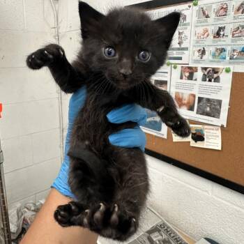 Domestic Short Hair Cats Available for Adoption in San Antonio, Texas - Lucid L1 | PetCurious