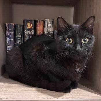 Nova C11230 -  Domestic Short Hair Cat for Adoption - Nova C11230 | PetCurious