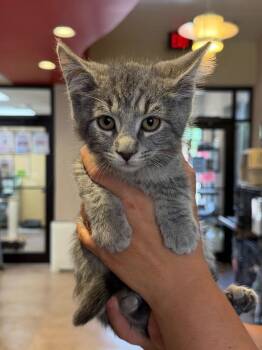 Kazoo -  Domestic Short Hair Cat for Adoption in Cincinnati, Ohio - Kazoo | PetCurious