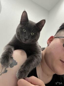 Russian Blue Cats Available for Adoption - Louis | PetCurious