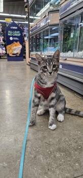 June Bug -  Tabby Cat for Adoption in West Hollywood, California - June Bug | PetCurious