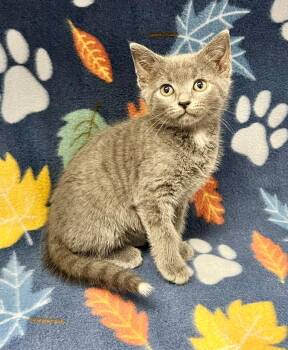 Louie -  Domestic Short Hair Cat Available for Adoption in Edinburg, Virginia - Louie | PetCurious