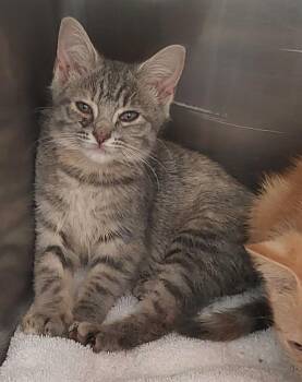 Allen Kitten 1(Aphid) -  Domestic Short Hair Cat for Adoption in Mocksville, North Carolina - Allen Kitten 1(Aphid) | PetCurious