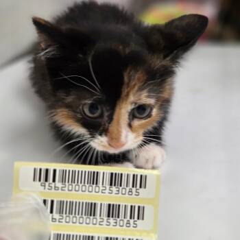 Gloria -  Domestic Short Hair Cat for Adoption in Charleston, West Virginia - Gloria | PetCurious