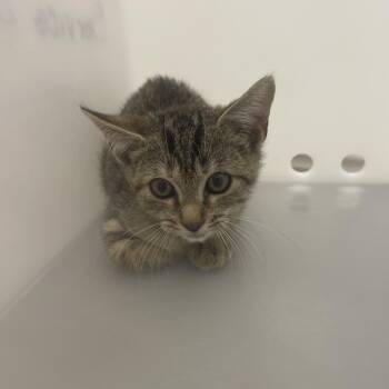 10/19/2026-Stray-DoubleChurchesRoad-BQ -  Domestic Short Hair Cat for Adoption in Columbus, Georgia - 10/19/2026-Stray-DoubleChurchesRoad-BQ | PetCurious