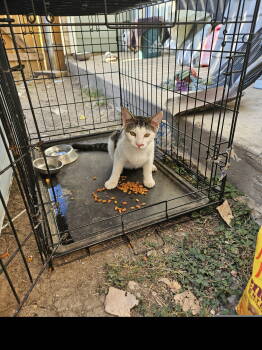 Rescue Domestic Short Hair Cats for Adoption in Dallas, Texas - Vaquita (New Digs) | PetCurious