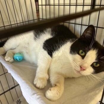 Pillie -  Domestic Short Hair Cat for Adoption in Candler, North Carolina - Pillie | PetCurious