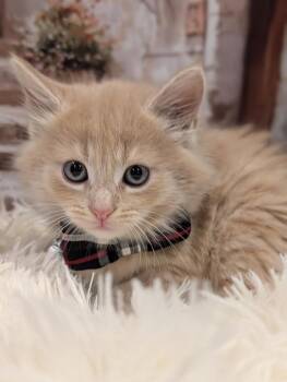 Domestic Long Hair Cats Available for Adoption in Fremont, California - London | PetCurious