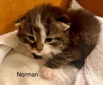 Norman -  Domestic Short Hair Cat for Adoption in Dorr, Michigan - Norman | PetCurious