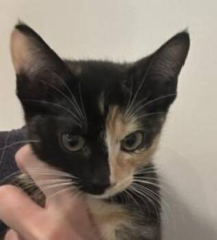 Moon Eclipse -  Domestic Short Hair and Calico Cat for Adoption in Dallas, Texas - Moon Eclipse | PetCurious