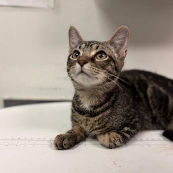 TomTom -  Domestic Medium Hair Cat for Adoption in Charleston, West Virginia - TomTom | PetCurious