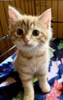 Lucille -  Domestic Short Hair Cat for Adoption in Lemoyne, Pennsylvania - Lucille | PetCurious