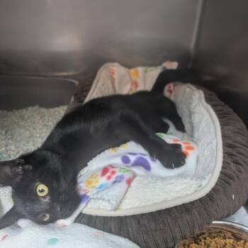 Giselle -  Domestic Short Hair Cat for Adoption in Newport, North Carolina - Giselle | PetCurious