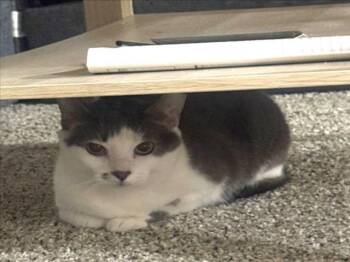 CECILIA -  Domestic Short Hair Cat for Adoption in Derwood, Maryland - CECILIA | PetCurious