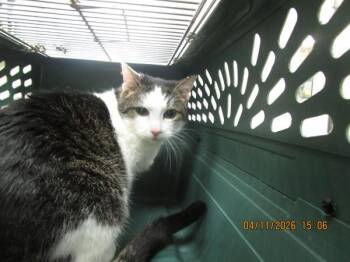 Domestic Short Hair Cats Available for Adoption in Marietta, Georgia - (606) | PetCurious