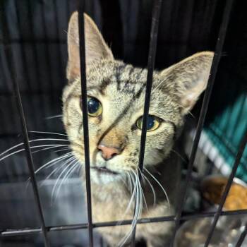 Tzatziki -  Domestic Short Hair Cat for Adoption in Aspinwall, Pennsylvania - Tzatziki | PetCurious
