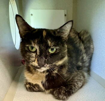 Rescue Tortoiseshell and Domestic Short Hair Cats for Adoption in Crossville, Tennessee - SALEM | PetCurious
