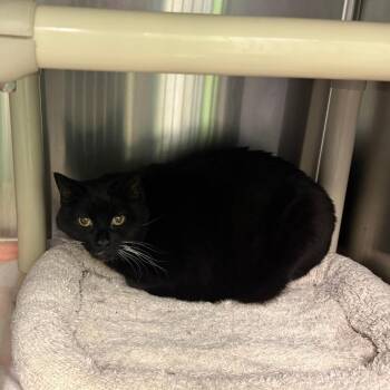 Kira -  Domestic Short Hair Cat for Adoption in Emporia, Kansas - Kira | PetCurious