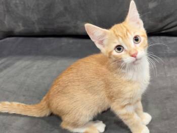 Sonny -  Domestic Short Hair and Tabby Cat for Adoption in Algood, Tennessee - Sonny | PetCurious