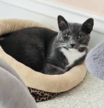 Smokey Joe -  Domestic Short Hair Cat for Adoption in Cincinnati, Ohio - Smokey Joe | PetCurious
