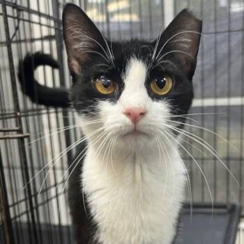 Rescue Domestic Short Hair Cats for Adoption in Columbia, South Carolina - Akila | PetCurious