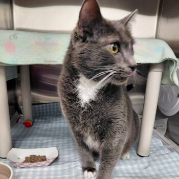 Domestic Short Hair Cats Available for Adoption in Philadelphia, Pennsylvania - Grayu | PetCurious