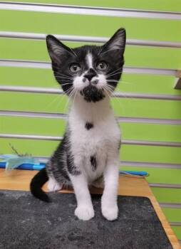 BOWIE -  Domestic Short Hair Cat for Adoption in St. Peters, Missouri - BOWIE | PetCurious