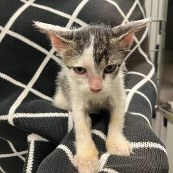 Dewdrop -  Domestic Short Hair Cat for Adoption in Houston, Texas - Dewdrop | PetCurious