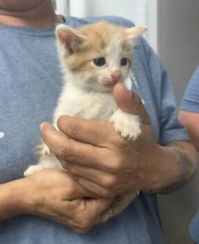Sue Lee Foster 1 -  Domestic Short Hair Cat for Adoption in Sullivan, Indiana - Sue Lee Foster 1 | PetCurious