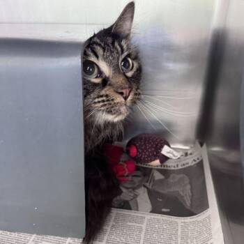 Langur -  Domestic Long Hair Cat for Adoption in Chicago, Illinois - Langur | PetCurious
