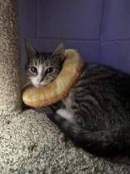 Marnie -  Domestic Short Hair Cat for Adoption in Manitowoc, Wisconsin - Marnie | PetCurious